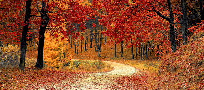 Das Bild zeigt einen Waldweg im Herbst.