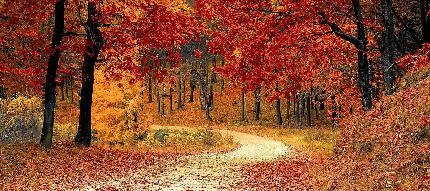 Das Bild zeigt einen Waldweg im Herbst.